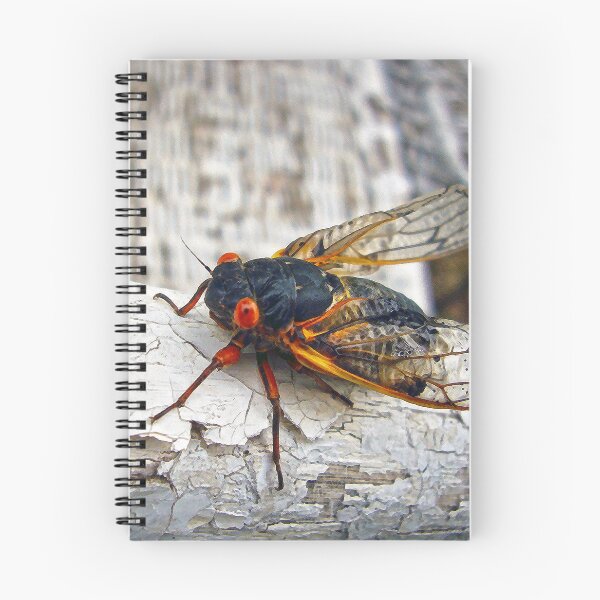Item preview, Red Eyed Cicada designed and sold by Frankie Cat Photography.
