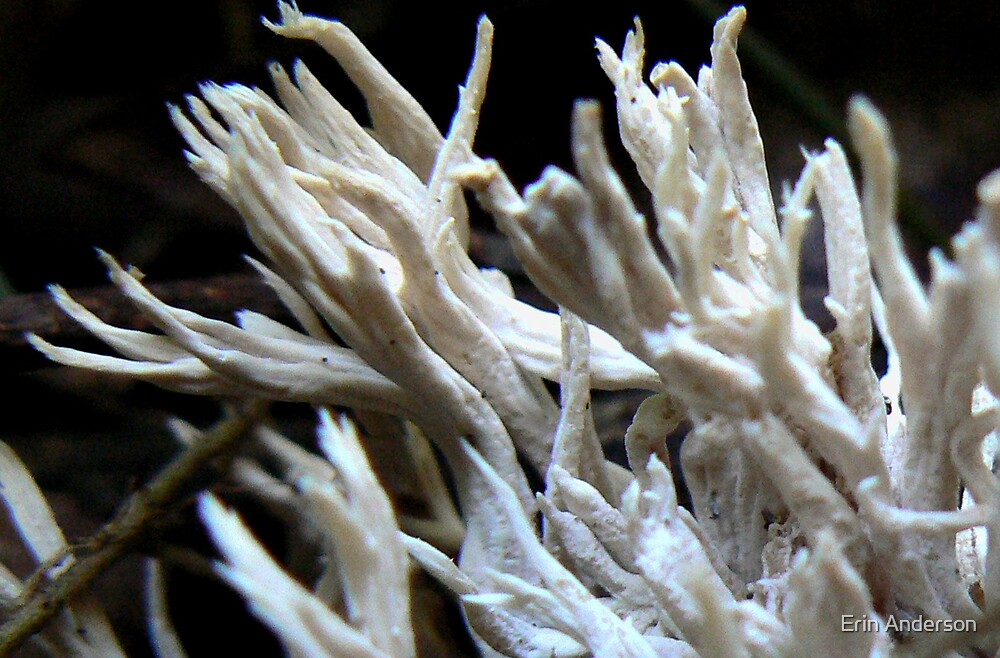 White Coral Fungus By Erin Anderson Redbubble   Flat,1000x1000,075,f 