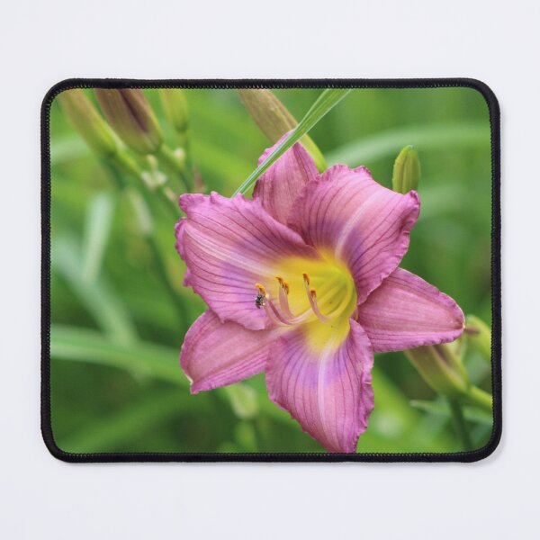 Item preview, Purple Day Lily designed and sold by FlowerFotos.