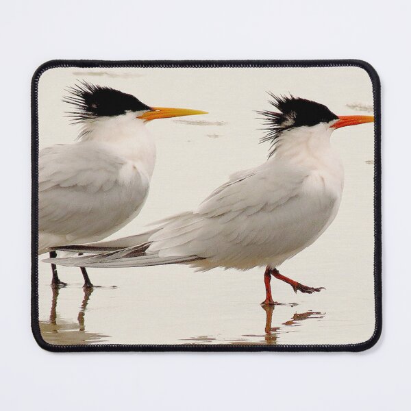 Item preview, Elegant Terns designed and sold by "sensesillusion" - Nature Images Art Prints .