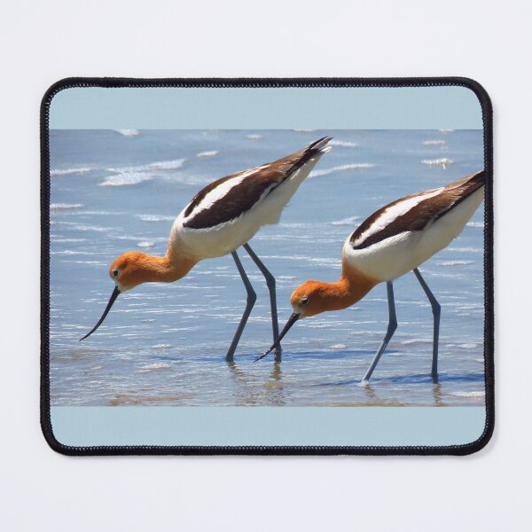 Item preview, American Avocet designed and sold by "sensesillusion" - Nature Images Art Prints .
