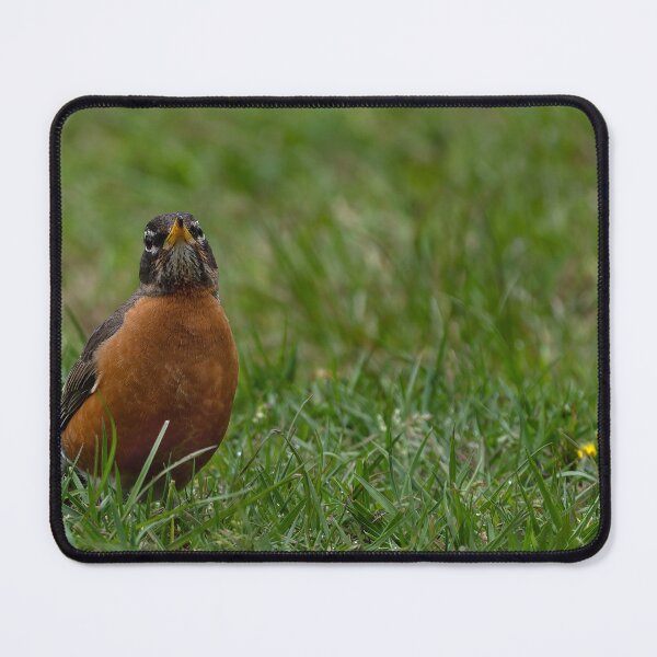 Item preview, American Robin in grass with raised beak designed and sold by lisavonbiela.