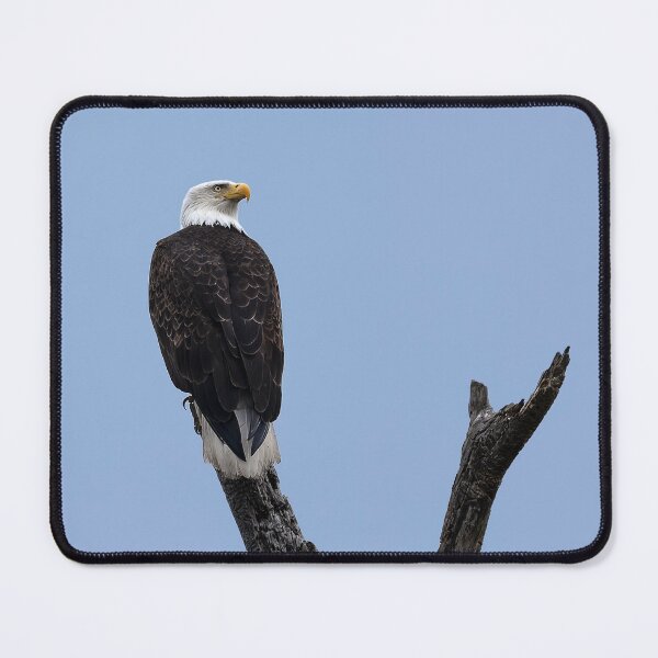Item preview, Bald Eagle against blue sky with head turned backwards designed and sold by lisavonbiela.