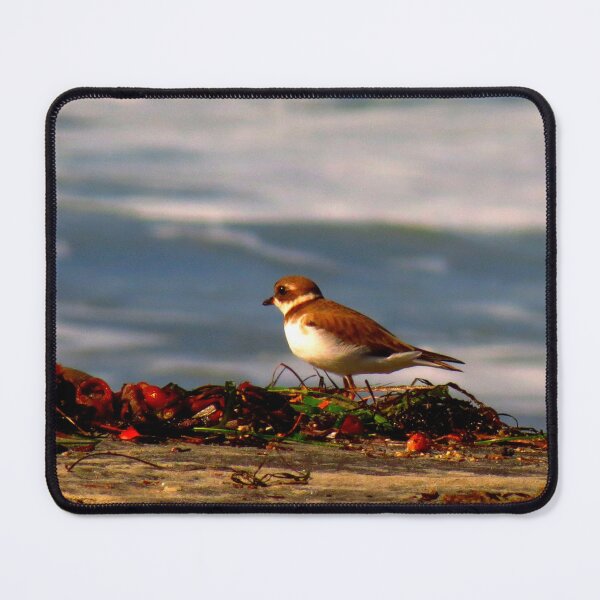 Item preview, Semipalmated Plover designed and sold by "sensesillusion" - Nature Images Art Prints .