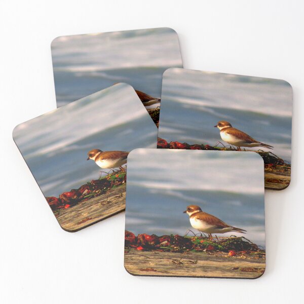 Item preview, Semipalmated Plover designed and sold by "sensesillusion" - Nature Images Art Prints .