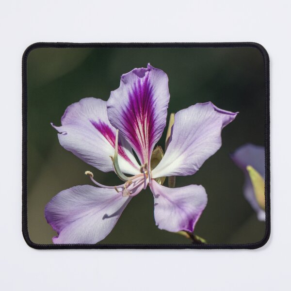 Item preview, Purple Orchid Tree Bloom designed and sold by Debra Martz.