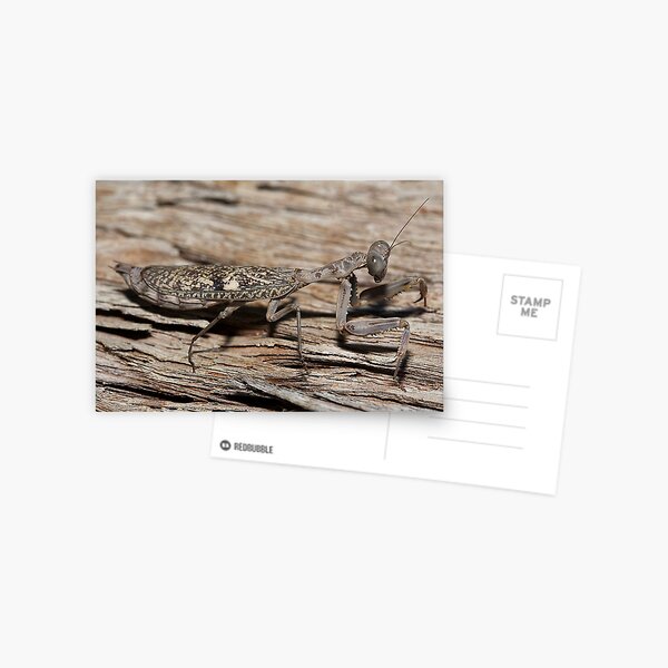 Praying Mantis Postcard