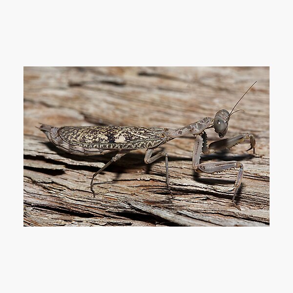Praying Mantis Photographic Print