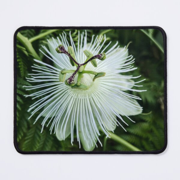 Item preview, White passion flower designed and sold by EmmeB77.