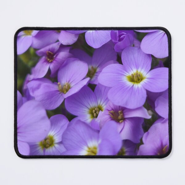 Item preview, Vibrant Purple Aubrieta Rock Cress Garden Flowers designed and sold by Kainicram.