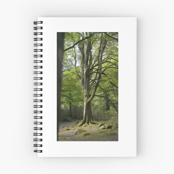 Item preview, Centuries-old trees designed and sold by @Mirettes_et_gambettes.