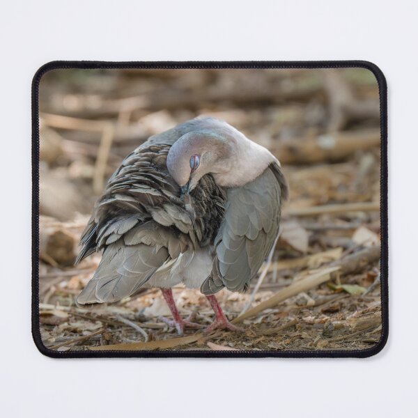 Item preview, Shy White-tipped Dove designed and sold by Debra Martz.