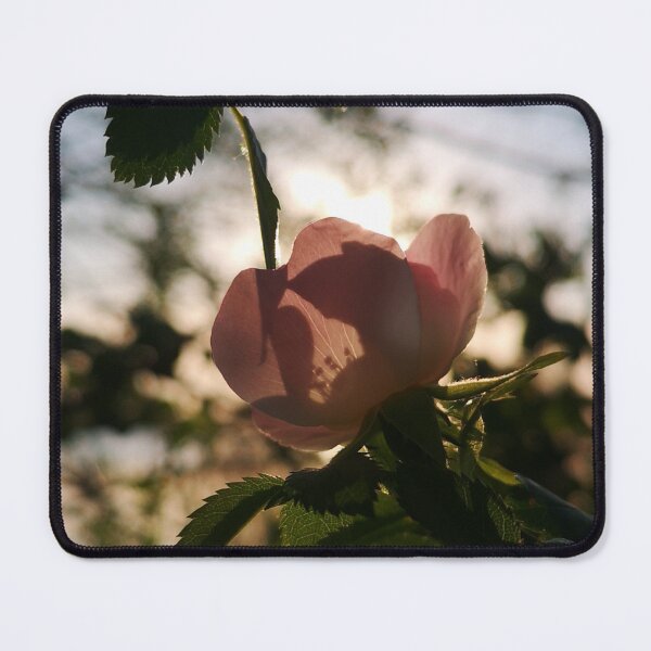 Item preview, Golden Hour Wild Rose Silhouette Botanical Photography designed and sold by Kainicram.