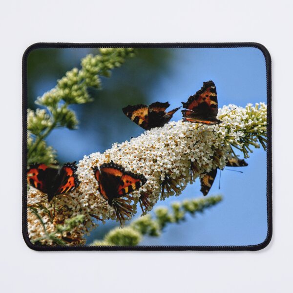 Item preview, Butterflies on the buddleia designed and sold by EmmeB77.