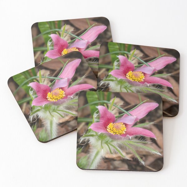 Item preview, Pulsatilla vulgaris, Observed designed and sold by Susarellis.
