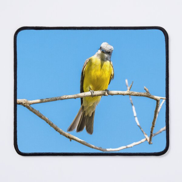 Item preview, Couch's Kingbird on a Bare Branch designed and sold by Debra Martz.