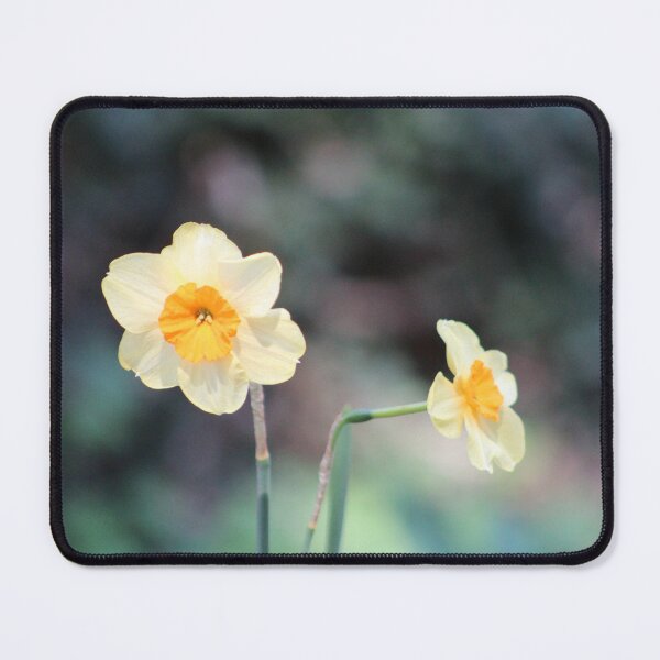 Item preview, Yellow Daffodils in Bloom designed and sold by Cynthia48.