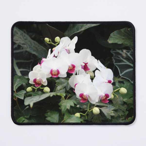 Item preview, Phalaenopsis Orchid designed and sold by Cynthia48.