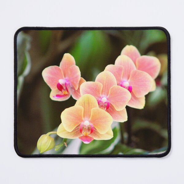 Item preview, Orchids in Garden designed and sold by Cynthia48.