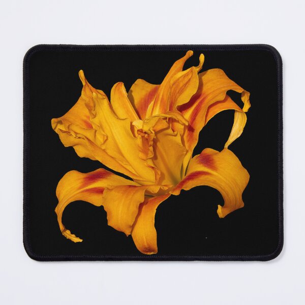 Item preview, Golden Fire – Double Orange Lily Macro on Transparent Background designed and sold by Susarellis.