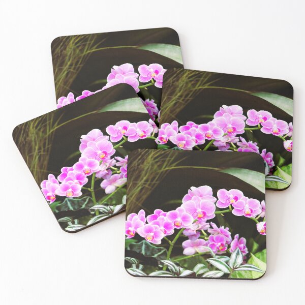 Item preview, Moth Orchids in Vibrant Bloom designed and sold by Cynthia48.