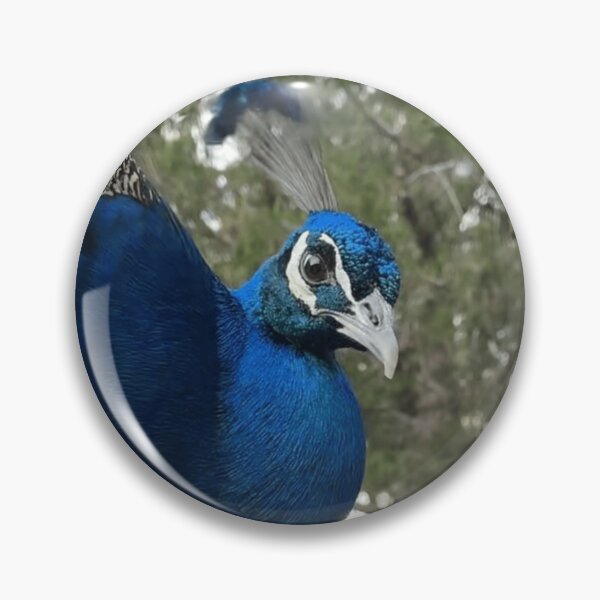 Item preview, Peacock in oval designed and sold by Ameliatra Design.