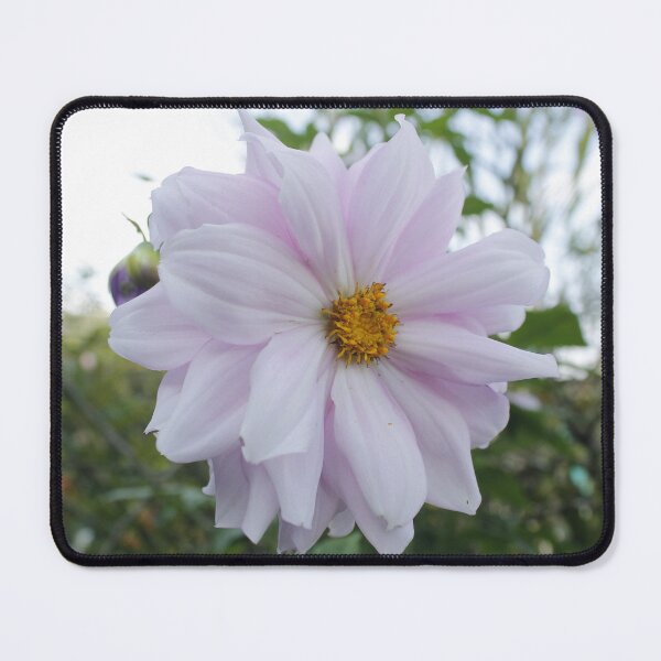 Item preview, Bishop Dahlia: Contrast and Harmony designed and sold by JhonBotanicalAr.