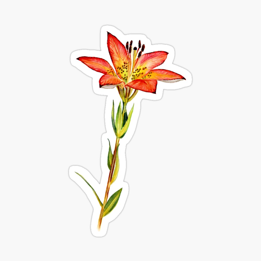 Western Wood Lily  Poster for Sale by Caitlyn Antaloczy