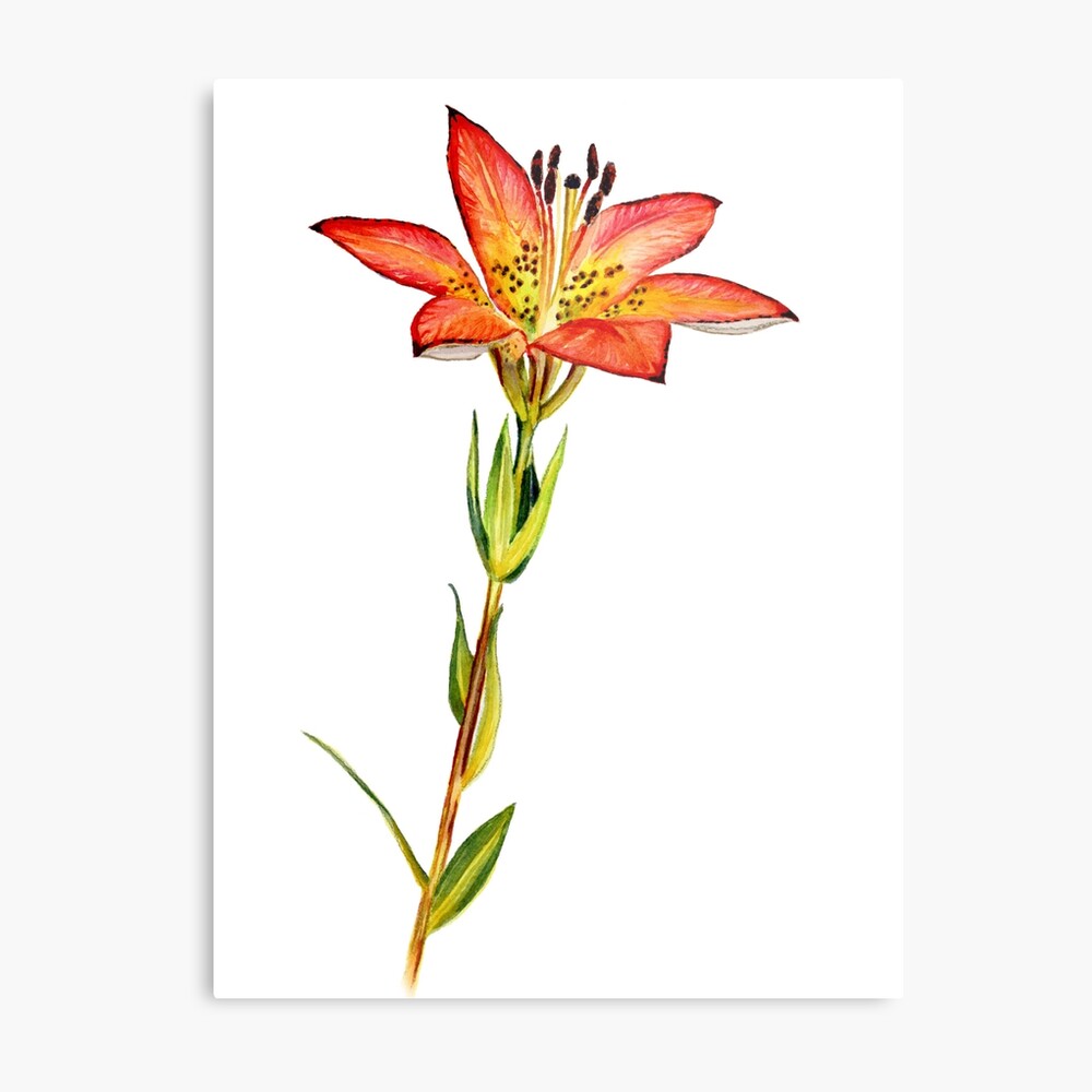 Lily flowers in the cedar forest of Hunter - Stock Photo [78397664] -  PIXTA