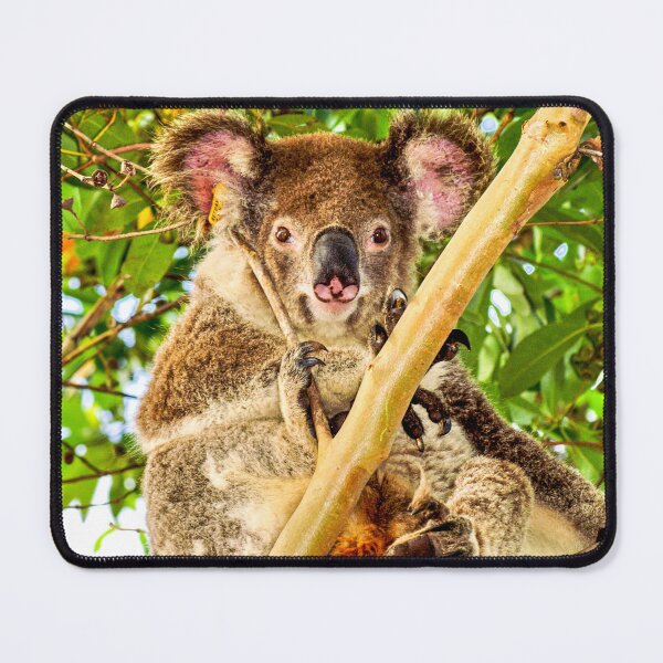 Item preview, Wild Koala designed and sold by Ross.A.Campbell.