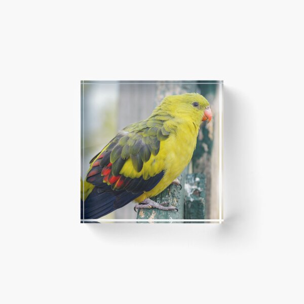 Item preview, Regent Parrot designed and sold by Ross.A.Campbell.