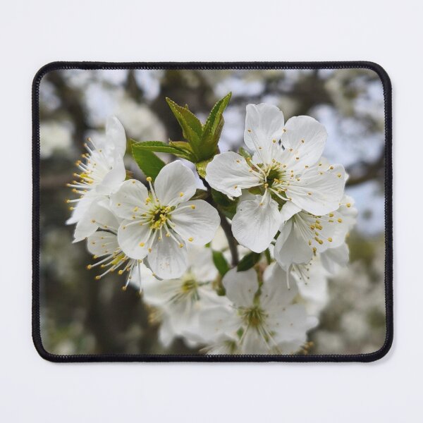 Item preview, White Cherry Blossom Branch Botanical Photography designed and sold by Kainicram.