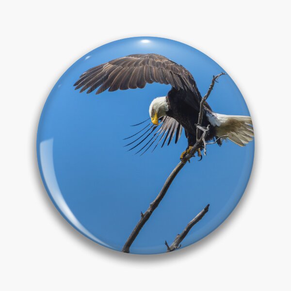 Item preview, Bald Eagle Landing In The OC designed and sold by PsychoAlien.com.