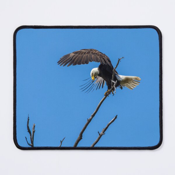 Item preview, Bald Eagle Landing In The OC designed and sold by PsychoAlien.com.