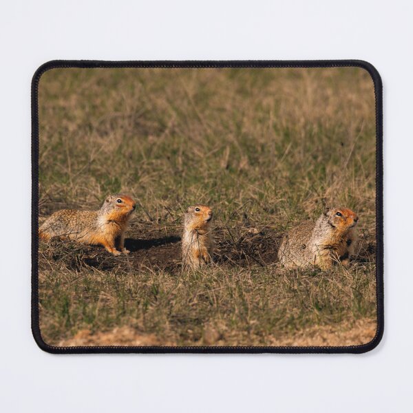 Item preview, Columbian Ground Squirrel Family at Burrow Athol, Idaho designed and sold by Elwynn WildLight Photography.