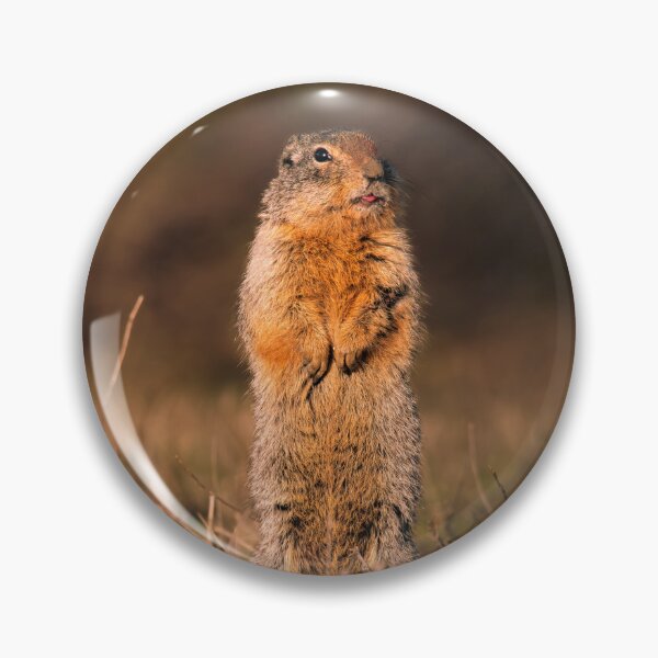 Item preview, Standing Columbian Ground Squirrel Athol, Idaho designed and sold by Elwynn WildLight Photography.