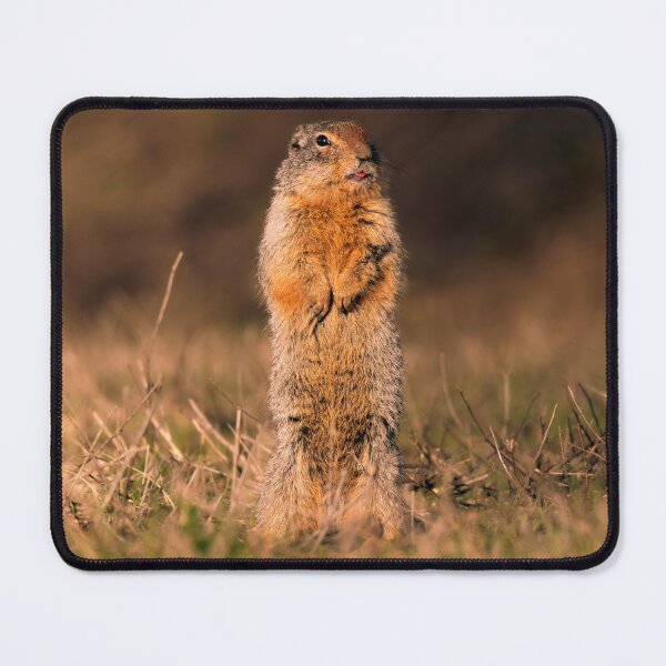 Item preview, Standing Columbian Ground Squirrel Athol, Idaho designed and sold by Elwynn WildLight Photography.