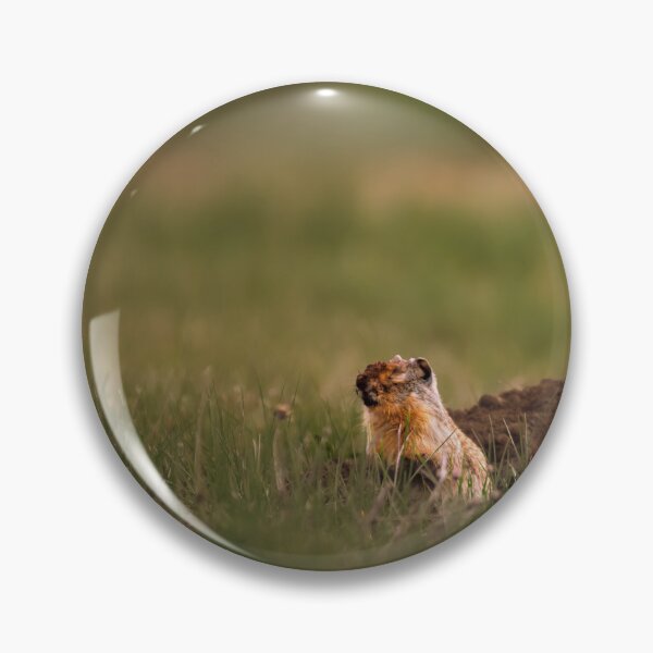 Item preview, Columbian Ground Squirrel Stops to Rest Athol, Idaho designed and sold by Elwynn WildLight Photography.