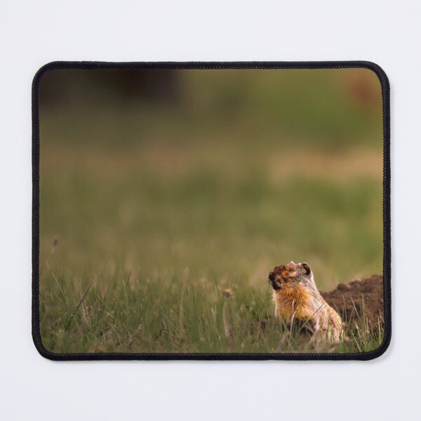 Item preview, Columbian Ground Squirrel Stops to Rest Athol, Idaho designed and sold by Elwynn WildLight Photography.
