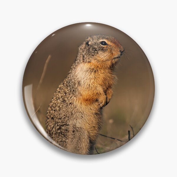 Item preview, Columbian Ground Squirrel Standing Alert Athol, Idaho designed and sold by Elwynn WildLight Photography.