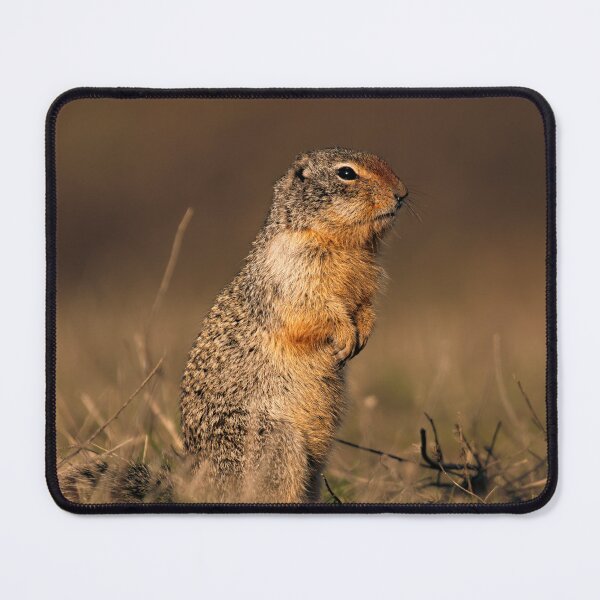 Item preview, Columbian Ground Squirrel Standing Alert Athol, Idaho designed and sold by Elwynn WildLight Photography.