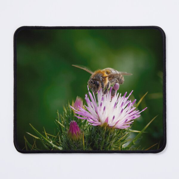 Item preview, Thistle Do For Me  designed and sold by Ralph Goldsmith.