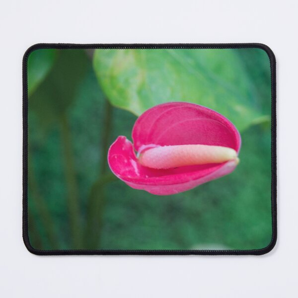 Item preview, Flamingo Flower or Tailflower designed and sold by ROSE ANN BANILAR.