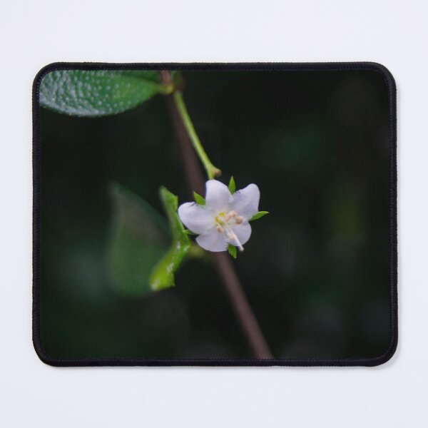 Item preview, Fukien Tea Tree or Philippine Tea Tree designed and sold by ROSE ANN BANILAR.