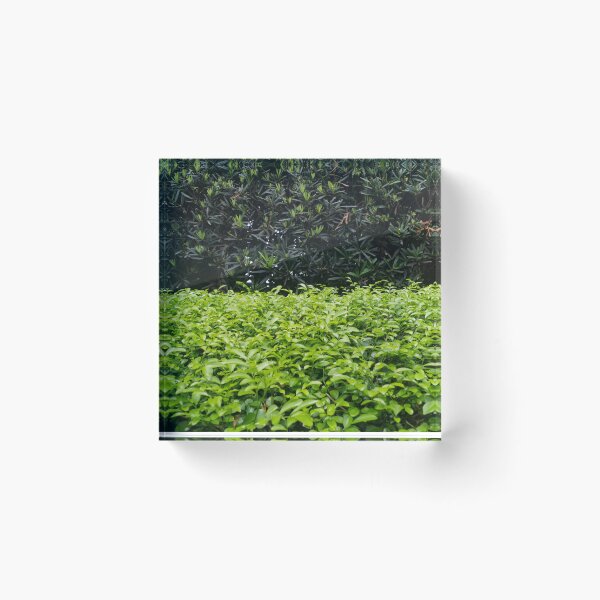 Item preview, Bushes designed and sold by ROSE ANN BANILAR.