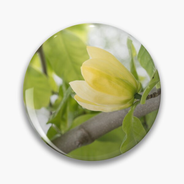Item preview, Sun-colored Yellow Magnolia Bloom designed and sold by Georgia Mizuleva.
