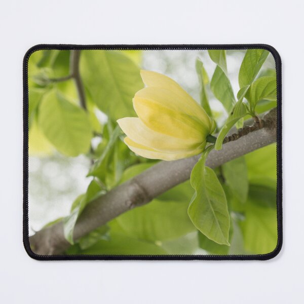 Item preview, Sun-colored Yellow Magnolia Bloom designed and sold by Georgia Mizuleva.