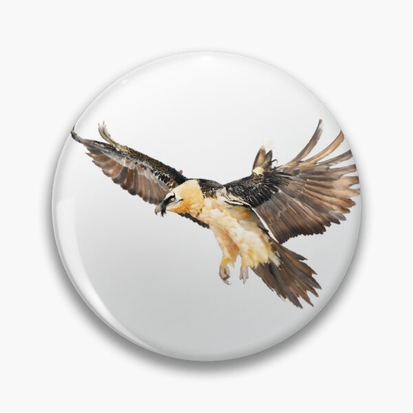 Item preview, Lammergeier (Bearded Vulture) designed and sold by HOMETOWN86.