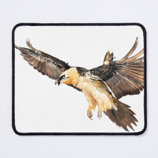 Item preview, Lammergeier (Bearded Vulture) designed and sold by HOMETOWN86.