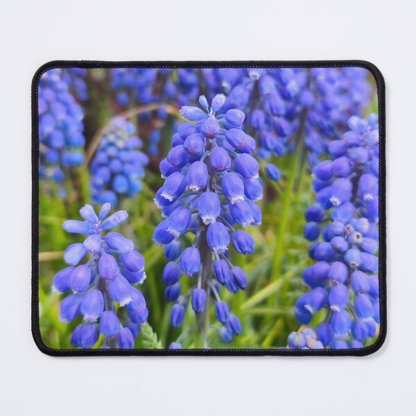 Item preview, Deep Blue Grape Hyacinth Botanical Spring Flowers designed and sold by Kainicram.